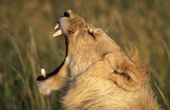 A hungry lion roars for his dinner on the fast plains on the Masai Mara in Kenya, East Africa.